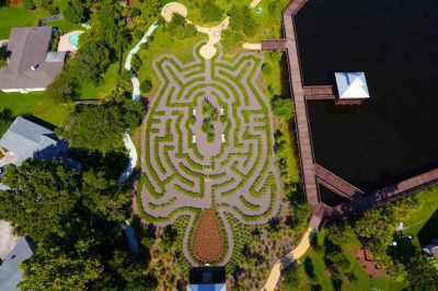 Sea Turtle Maze