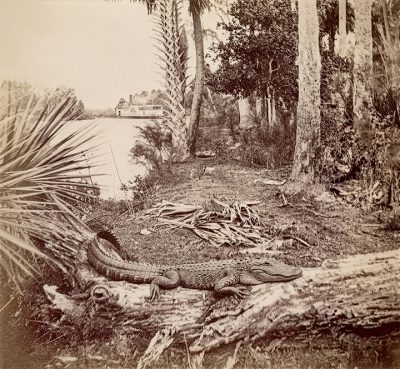 Florida Before Flagler: Photographs by Hugo Meyer